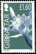 Colnect-1987-406-Sea-daffodil-Comarum-palustre.jpg