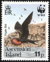 Colnect-1586-502-Ascension-Frigatebird-Fregata-aquila.jpg