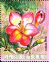 Colnect-4740-102-Freesia-refracta.jpg