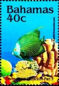 Colnect-4131-908-French-angelfish.jpg