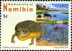 Colnect-3067-206-African-Bullfrog-Pyxicephalus-adspersus.jpg