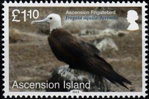 Colnect-3460-516-Ascension-Frigatebird-Fregata-aquila.jpg