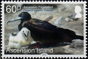 Colnect-3460-533-Ascension-Frigatebird-Fregata-aquila.jpg