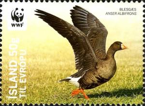 Colnect-3913-950-Greater-White-fronted-Goose-Anser-albifrons.jpg