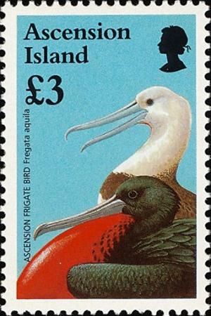 Colnect-4414-478-Ascension-Frigatebird-Fregata-aquila.jpg