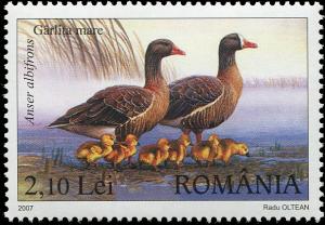 Colnect-5184-093-Greater-White-fronted-Goose-Anser-albifrons.jpg