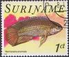 Colnect-1252-465-Golden-Dwarf-Cichlid-Nannacara-anomala.jpg