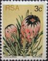 Colnect-563-890-Oleanderleaf-protea-Protea-neriifolia.jpg