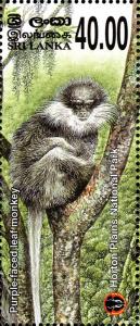 Colnect-2365-494-Purple-faced-leaf-Monkey-Trachypithecus-vetulus.jpg