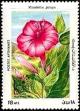 Colnect-2122-366-Marvel-of-Peru-Mirabilis-jalapa.jpg