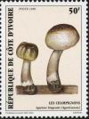 Colnect-2025-585-Agaricus-bingensis.jpg