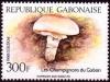 Colnect-2961-635-Agaricus-bitorquis.jpg