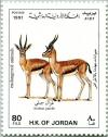 Colnect-4083-514-Arabian-Gazelle-Gazella-arabica.jpg