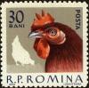 Colnect-4945-245-Cockerel-Gallus-gallus-domesticus.jpg