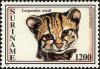 Colnect-4994-988-Margay-Leopardus-wiedi.jpg