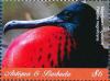 Colnect-6359-401-Magnificent-Frigatebird---Fregata-magnificens.jpg