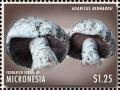 Colnect-5812-282-Agaricus-bernardii.jpg