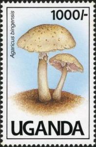 Colnect-1712-430-Agaricus-bingensis.jpg