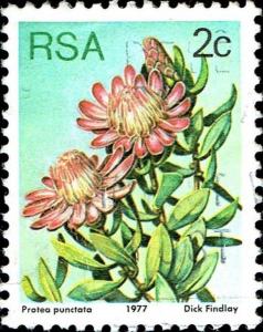 Colnect-5284-262-Water-sugarbush-Protea-punctata.jpg