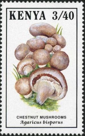 Colnect-2025-589-Agaricus-bisporus.jpg