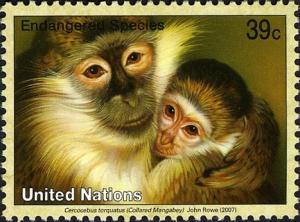 Colnect-611-526-Collared-Mangabey-Cercocebus-torquatus.jpg