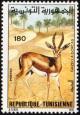 Colnect-4511-006-Dorcas-Gazelle-Gazella-dorcas.jpg