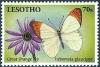 Colnect-2245-920-Great-Orange-Tip-Hebomoia-glaucippe-.jpg