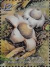 Colnect-5153-480-Geastrum-sessile.jpg