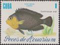 Colnect-1473-716-Pygmy-Angelfish-Centropyge-argi.jpg