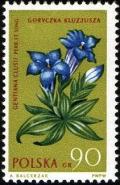 Colnect-3931-384-Clusius-gentian-Gentiana-clusii.jpg