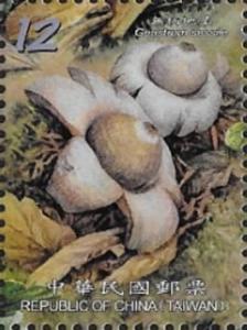 Colnect-5153-480-Geastrum-sessile.jpg