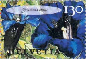 Colnect-141-492-Clusius--Gentian-Gentiana-clusii.jpg