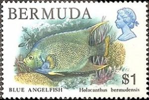 Colnect-1491-887-Bermuda-Blue-Angelfish-Holacanthus-bermudensis.jpg