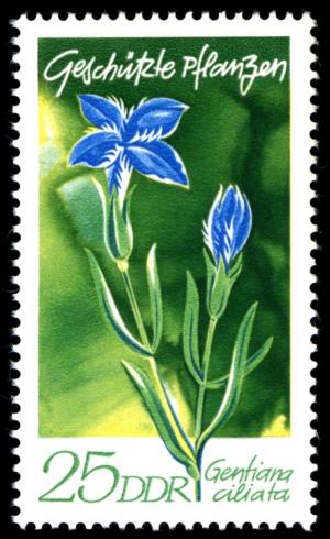 Colnect-1978-261-Gentiana-ciliata.jpg