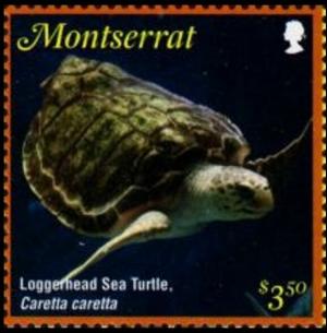 Colnect-5612-241-Loggerhead-Sea-turtle.jpg