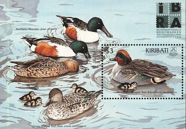 Colnect-2194-554-American-Green-winged-Teal-Anas-crecca-carolinensis.jpg