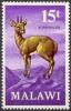 Colnect-1732-767-Klipspringer-Oreotragus-aceratos-.jpg