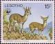 Colnect-1725-529-Klipspringer-Oreotragus-oreotragus.jpg