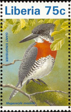 Colnect-1641-802-Giant-Kingfisher-Megaceryle-maxima.jpg