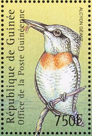 Colnect-3804-323-Giant-Kingfisher-Megaceryle-maxima.jpg