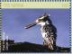 Colnect-5033-994-Pied-Kingfisher----Ceryle-rudis.jpg