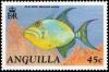 Colnect-2770-237-Queen-Triggerfish-Balistes-vetula.jpg