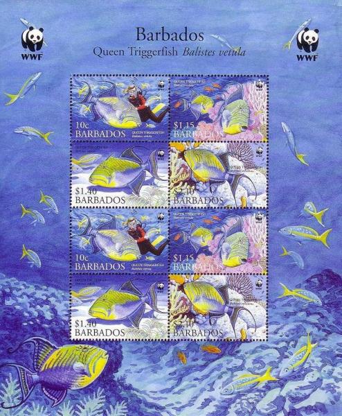 Colnect-1745-702-Queen-Triggerfish-Balistes-vetula.jpg