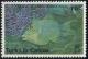 Colnect-1106-603-Queen-Triggerfish-Balistes-vetula.jpg