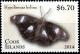 Colnect-2397-594-Great-Eggfly-Hypolimnas-bolina.jpg