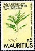 Colnect-3213-582-Selaginella-deliquescens.jpg