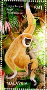 Colnect-2005-687-Lar-Gibbon-Hylobates-lar.jpg