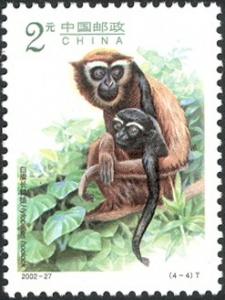 Colnect-1846-801-Hoolock-Gibbon-Hylobates-hoolock.jpg