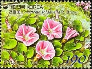 Colnect-1605-214-Calystegia-soldanella-R-Brown.jpg