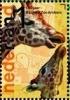 Colnect-1485-541-Rothschild-Giraffe-Giraffa-camelopardalis-rothschildi.jpg